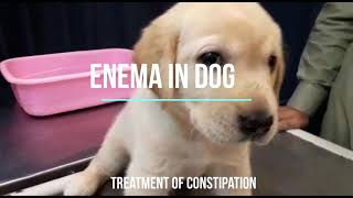 Enema in Dog  Enema in Pup  Constipation Treatment  Glycerine Suppositories  Fast recovery [upl. by Refennej]