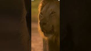 Powerful sound of loin animal animalslover animals loinie dog goldenretriever elephant [upl. by Bonilla]