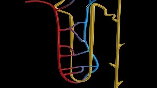 Human Physiology  Overview of the Renal Tubule System [upl. by Adria]