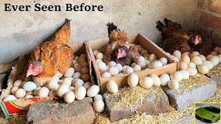 3 Aseel Hens HARVESTING Too Many EGGS Together  Hatching 100 Eggs To Chicks [upl. by Haimarej394]