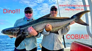 Catching big Cobia fish in Hervey Bay [upl. by Koslo]