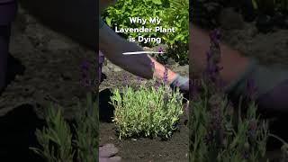 🌿 Why My Lavender Plant is Dying Top 5 Mistakes and How to Fix Them [upl. by Roye961]