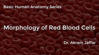 Morphology of Red Blood Cells [upl. by Leelah663]