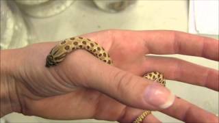 Baby Western Hognose Snake [upl. by Brody172]