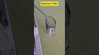 Cochiti lake NM Northern Pike fishing newmexico [upl. by Libb258]