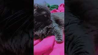 Gato selvagem dublagemia dueto gatos humor cat catlover cute [upl. by Adnamahs]