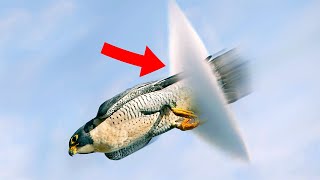 Top 10 Birds Who Can Fly THROUGH The Sound Barrier [upl. by Chavez]