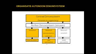 basisstof 6 autonome zenuwstelsel [upl. by Eardna]