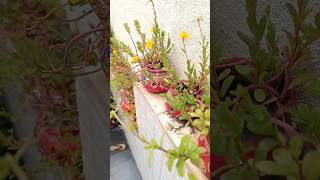 Portulaca Plant Care and Fertilizer Information portulaca [upl. by Ayardna]