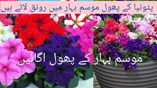 House gardening is my hobby seasonal flowers gardening tricks gardening tips [upl. by Heise927]