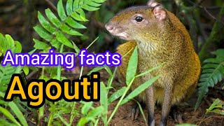 did you know agouti  amazing facts about agouti 😱👀 [upl. by Eluj]