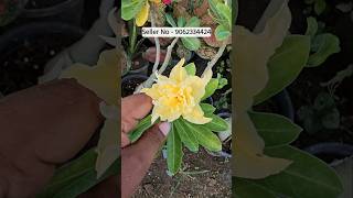 buy adenium plant from plant nursery kolkata all india home delivery [upl. by Celtic753]