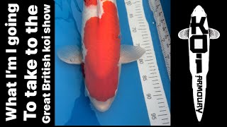 Koi selection for the great British koi show 2024 🇬🇧 [upl. by Anuaf]