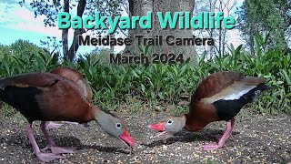 BACKYARD WILDLIFEMARCH 2024NEW MEIDASE TRAIL CAM [upl. by Audun736]