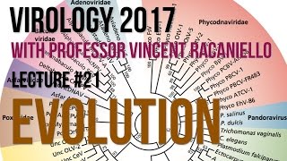 Virology Lectures 2017 21 Evolution [upl. by Anialad955]