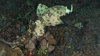 Wobbegong Shark eating a Black Tip Reef Shark [upl. by Linneman]