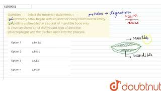 Select the incorrect statements  aalimentary canal begins with an anterior cavitycalled bucc [upl. by Lecrad]