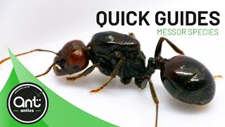 Quick Look Guide  Messor Species Harvester Ants [upl. by Celina502]