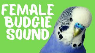 Female Budgie Sounds Budgie Singing and Flock Calling [upl. by Hpotsirhc]