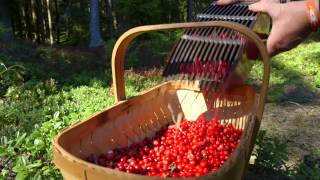 Swedish Lingonberries  quotA Living Traditionquot [upl. by Currey]