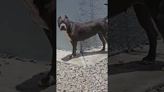 pit bull cane Corso mix [upl. by Hsivat]