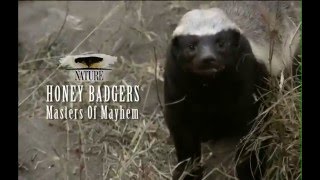 Nature Honey Badgers Masters of Mayhem PREVIEW [upl. by Adai]