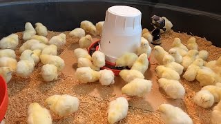 Everything you need to know about raising baby chickens simple easy and fun [upl. by Adian]