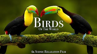 Birds Of The World 4K  Scenic Wildlife Film With Calming Music [upl. by Kesley707]