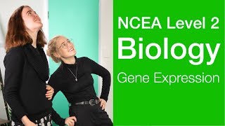 Gene Expression  NCEA Level 2 Biology Strategy Video  StudyTime NZ [upl. by Sidonia]