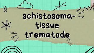 Schistosoma  tissue trematode [upl. by Bugbee]