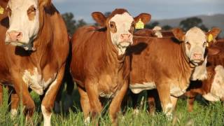 Simmental Large Corporate video [upl. by Bowlds710]