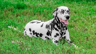 Training Your Dalmatian to be a Guard Dog [upl. by Ametaf]