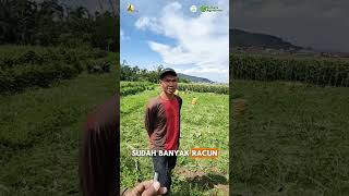 Tanaman jagung terkena serangan kresek sob Ini dia cara mengatasinya 🤩👍🏻 shorts kresek jagung [upl. by Odnalra]