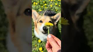 Why Dandelions Are Good for Dogs [upl. by Meda]