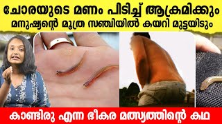 നിങ്ങൾ അറിഞ്ഞിരിക്കേണ്ട ഒരൊന്നൊന്നര മത്സ്യം  കാണ്ടിരു എന്ന വമ്പന്റെ കഥ  Facts about candiru [upl. by Val906]