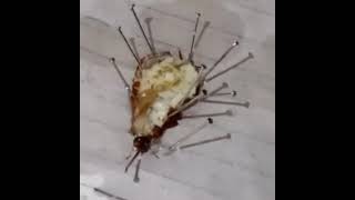 Dissection OF Cockroach [upl. by Ahsirt]