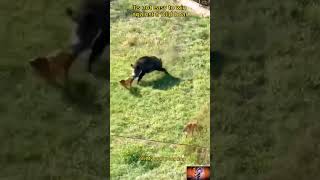 Wildboar VS Dog [upl. by Trellas]