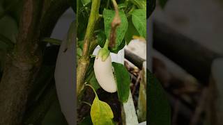 White brinjal plant growing stages at terrace gardenshortsbrinjal terracegardenviralvegetables [upl. by Alton]