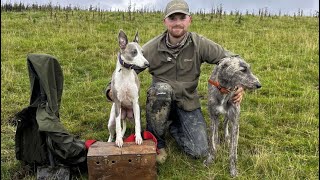 Mooching and Ferreting with the Lurchers September [upl. by Ayotak]