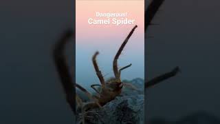 Creepy powerful predator of the deserts Solifugae animals insects nature [upl. by Nowell764]