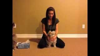 How to clean your felines sinuses [upl. by Eve]