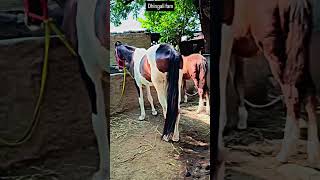 DhingaliampGopiampVeertrendingshorts trending video viralvideo youtubeshorts ytshorts [upl. by Alyakcim821]