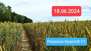 Pszenica sezon 2024  Pszenica hybrydowa HYACINTH 🌾 18062024 [upl. by Celesta805]