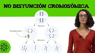 Ejercicio de No disyunción cromosómica II 🧬 [upl. by Rudin208]