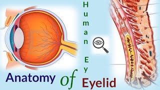 Anatomy of eyelids ll Structuresmusclesglands and blood supply of lids ll Simply explained [upl. by Annodahs]