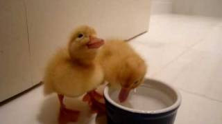 two cutest baby ducklings [upl. by Colpin]