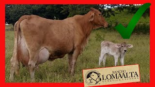 ✅ Las Vacas Lecheras 🔴 Suizo Americano SuizBu Lechero Girolando y Gyr RANCHO LOMA ALTA  Negocio [upl. by Ardin]