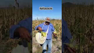 Huitlacoche elcampo [upl. by Abagail]