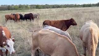 50 head of Charolais Charolais Cross Red Angus Beefmaster and crossbred bred cows 1117 [upl. by Finnegan828]