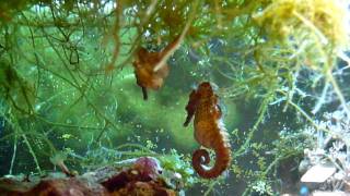 Amazing Seahorses Mating [upl. by Normy292]